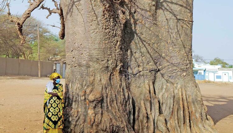 سنغالية تستند إلى جذع شجرة باو باو